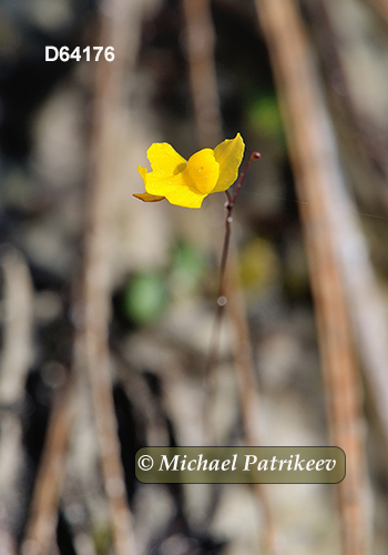Zigzag Bladderwort (Utricularia subulata)